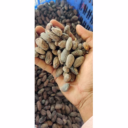 cocoa beans