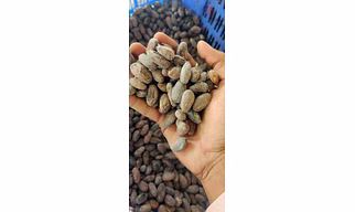Cocoa Beans