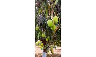 MANGO