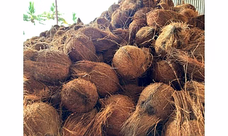 Coconut