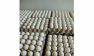 White eggs