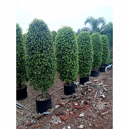 ficus
