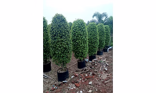 FICUS