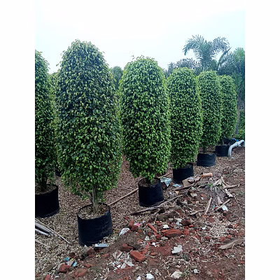 ficus