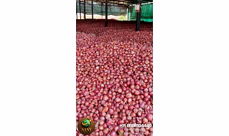 Pink Onion