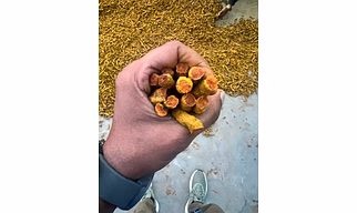 Turmeric Finger