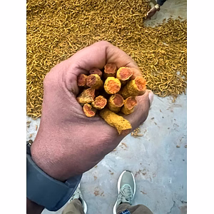 Turmeric Finger