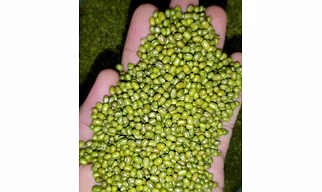 Green Mung Beans