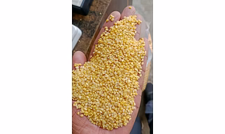 Yellow Organic Moong Dal