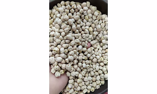 White chickpeas/Kabuli Chana/Chole