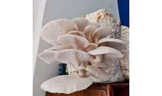 Oyster Mushroom (Fresh / Dried / Powder)