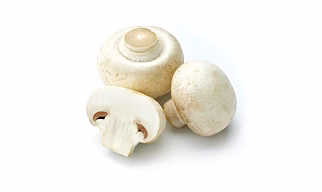 Button Mushroom Fresh / Processed Button Mushroom