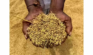 Rice in the husk (paddy or rough)