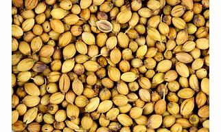 Coriander Seeds