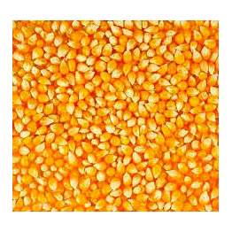 maize (corn kernels)