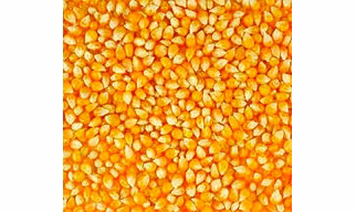 Maize (Corn Kernels)