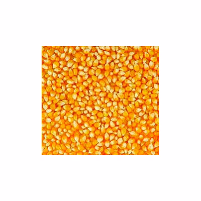 maize (corn kernels)