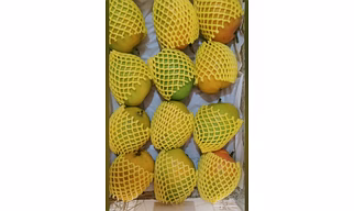 Alphonso Mango