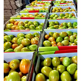 tomato