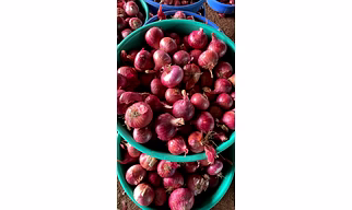Onions
