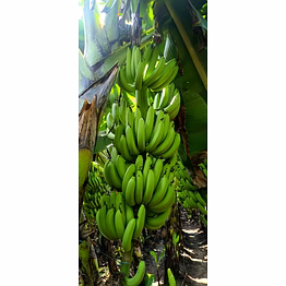 banana