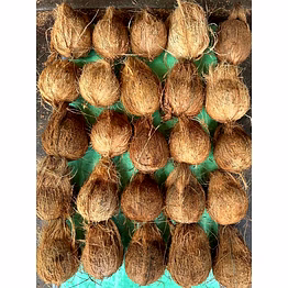coconut