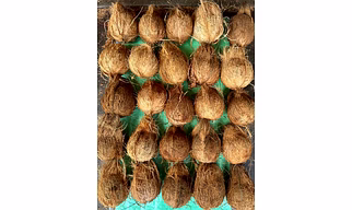 Coconut