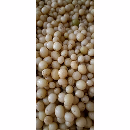 potato seed mini tubers