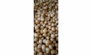 Potato seed mini tubers