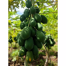 papaya