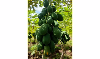 Papaya