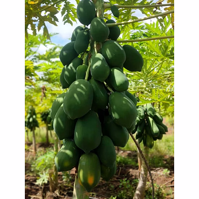papaya