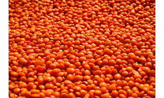 Whole Red Lentils (Masoor)