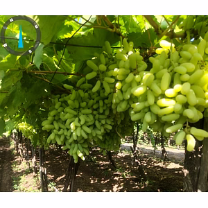 Fresh Grapes - Super Sonaka premium quality
