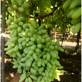 fresh grapes - super sonaka premium quality