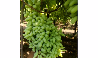 Fresh Grapes - Super Sonaka premium quality