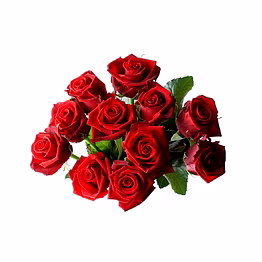 fresh rose flowers from the rose capital of india