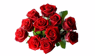 Fresh Rose Flowers from the Rose Capital of India
