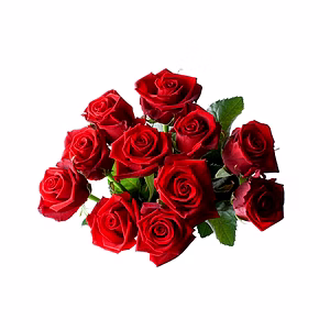 Fresh Rose Flowers from the Rose Capital of India