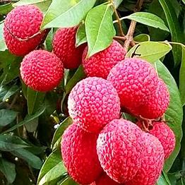 lichi baruipur