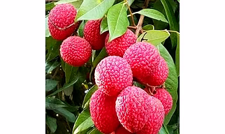 LICHI BARUIPUR