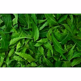 fresh neem leaf