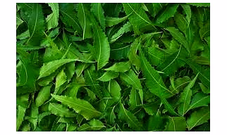 FRESH NEEM LEAF