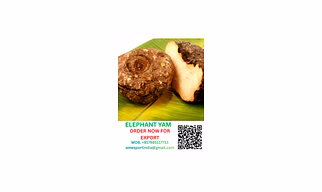 Elephant yam