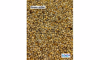 PEARL OR BAJRA MILLET