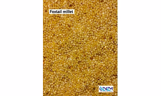 FOXTAIL OR YELLOW MILLET