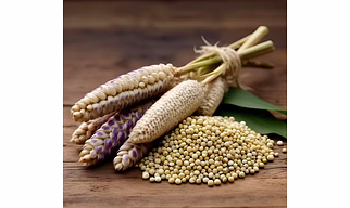 JOWAR OR SORGHUM MILLET