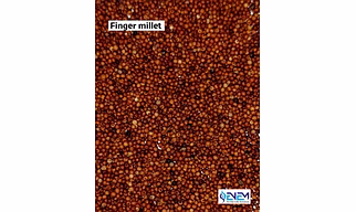 RAGI OR FINGER OR RED MILLET