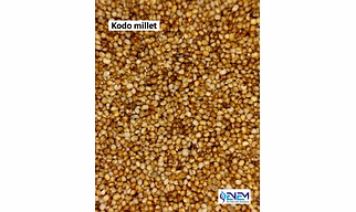 KODO MILLET