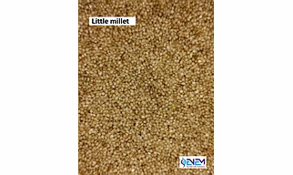 LITTLE MILLET